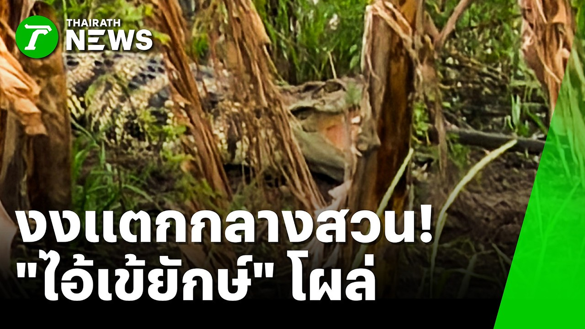 Full Video :📌📌📌 งงแตกกลางสวน! ไอ้เข้ยักษ์โผล่กลางดงกล้วย | 29 ต.ค. 69 | ห้องข่าวหัวเขียว